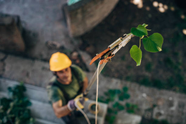 How Our Tree Care Process Works  in Thief River Falls, MN